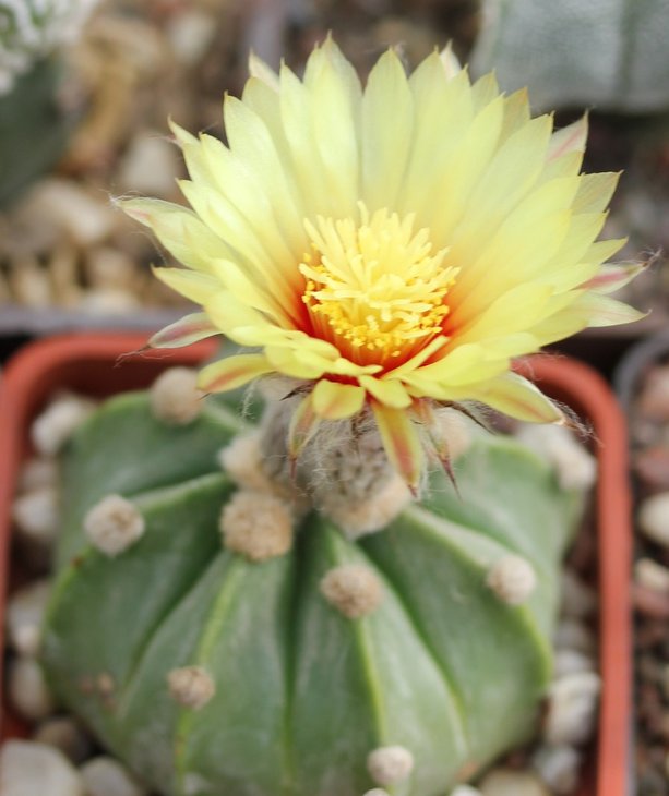 Astrophytum asterias ooibo + ruri