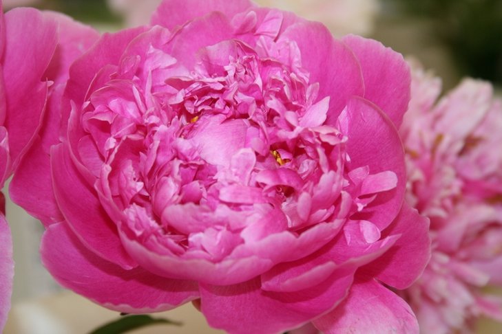 'M-me Rosa Rendotier'