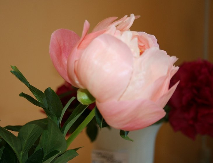 'Pink Hawaian Coral'', USA,1981