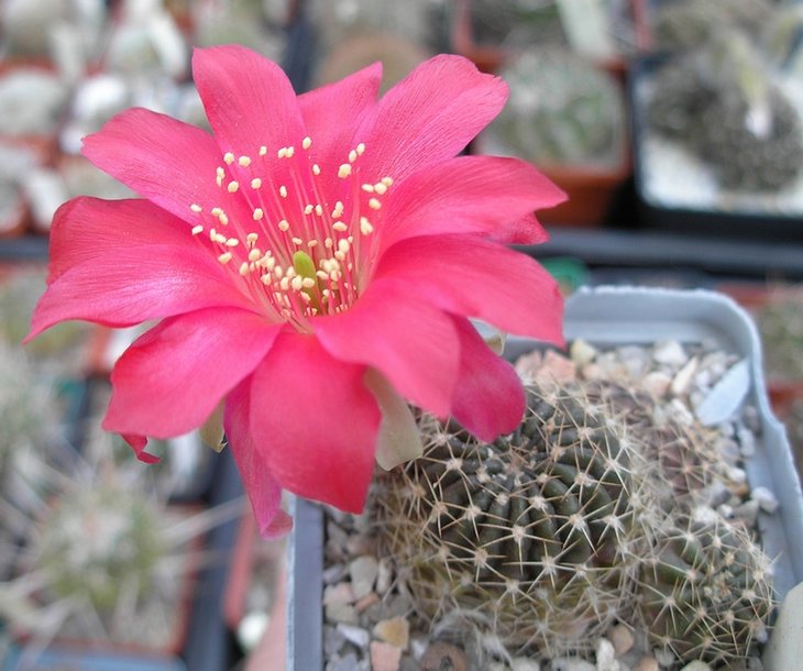 Lobivia saltensis