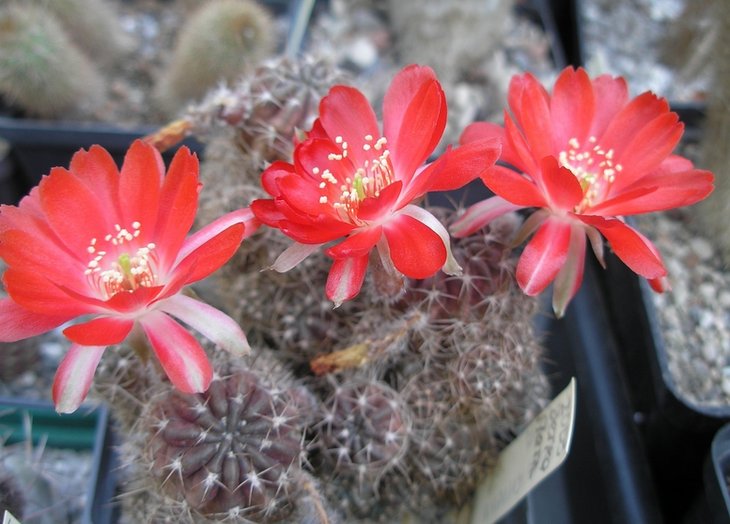Lobivia hertrichiana