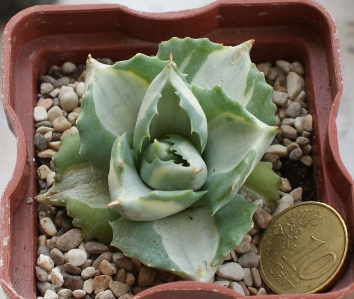 Agave isthmensis Ohi RaijinShiro Nakafu.jpg