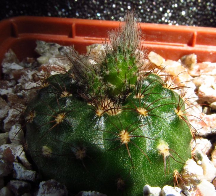 Frailea grahliana