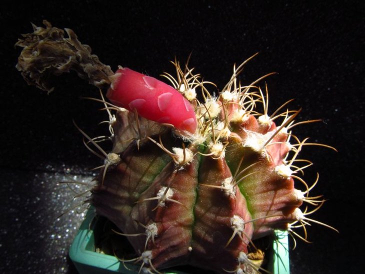 Gymnocalycium anisitsii
