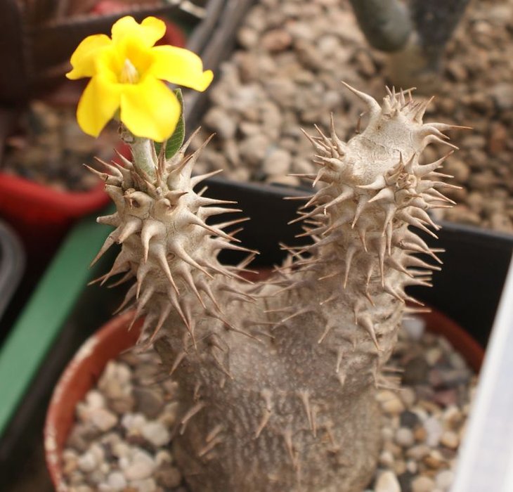 Pachypodium sp из Антананариву.jpg