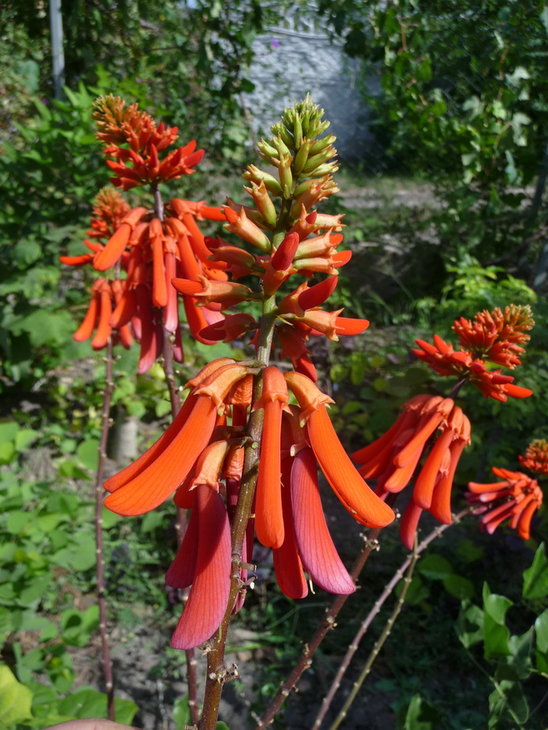 P1150121_.jpg