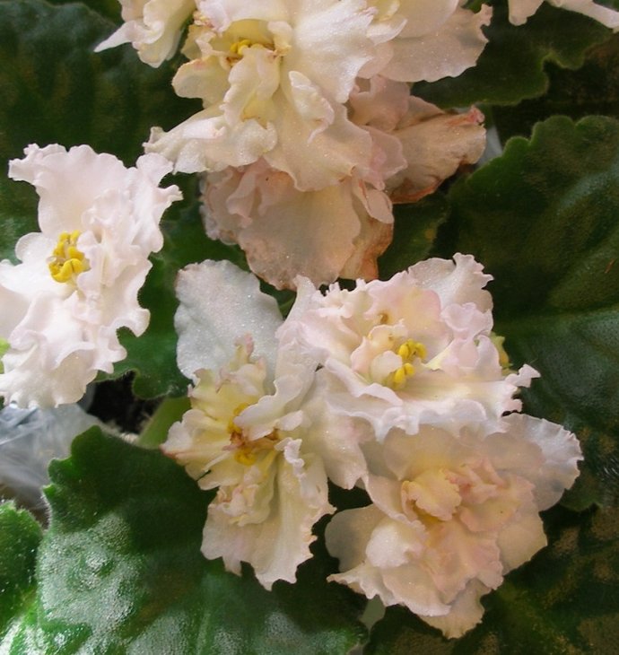 P9154671.JPG