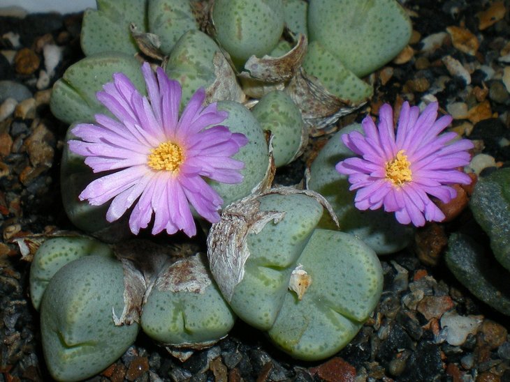 Conophytum taylorianum