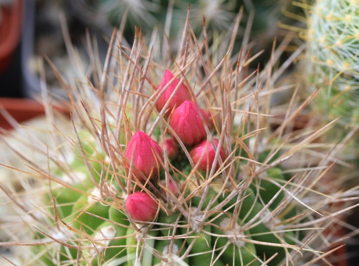 Neochilenia sp.