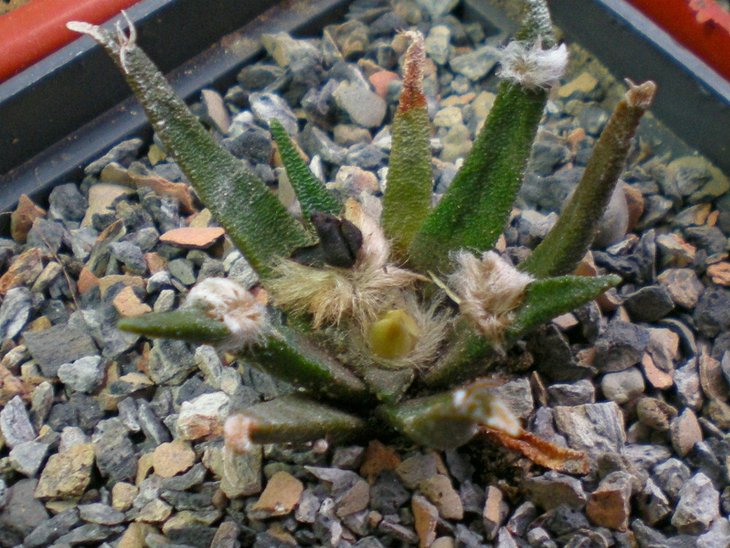 Ariocarpus agavoides