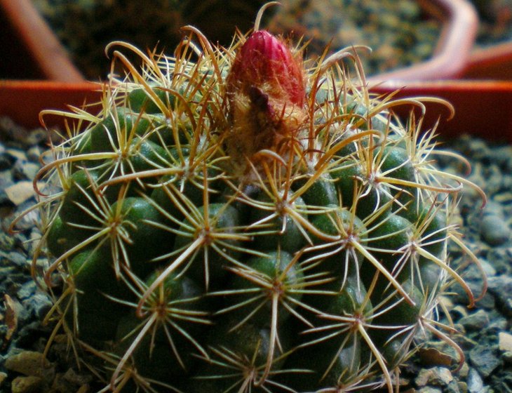Parodia yamparaezii-бутоны .jpg