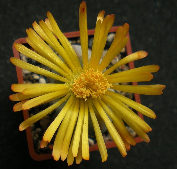 Dinteranthus microspermus-2