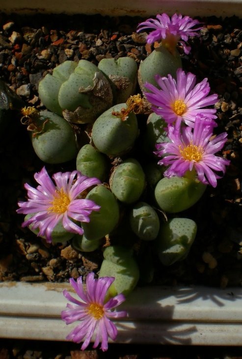 Conophytum taylorianum