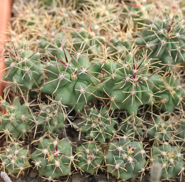 Glandulicactus