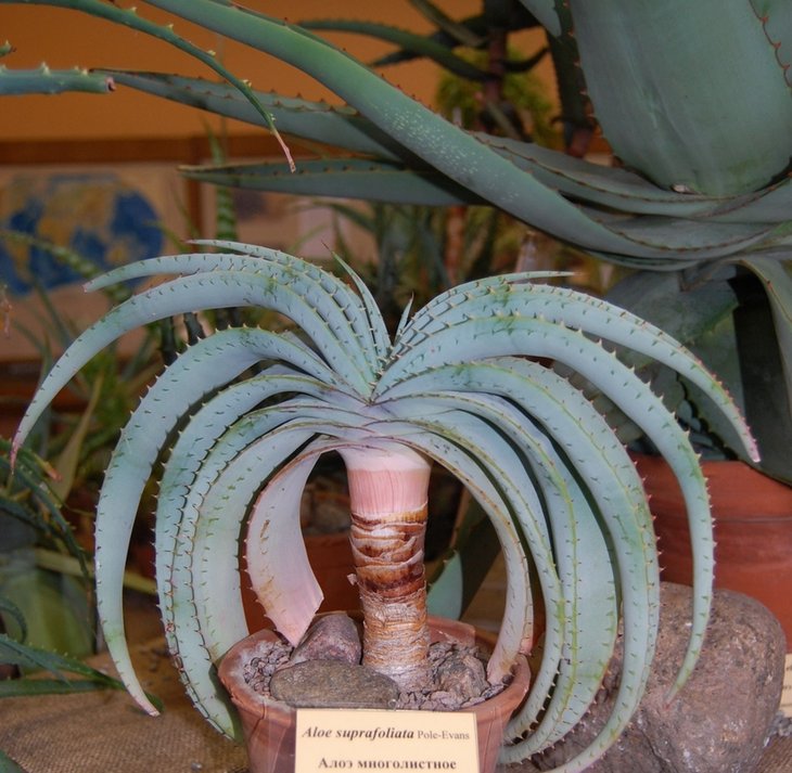 Aloe suprafoliata Pole-Evans
