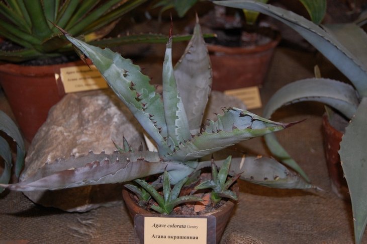 Agave colorata Gentry