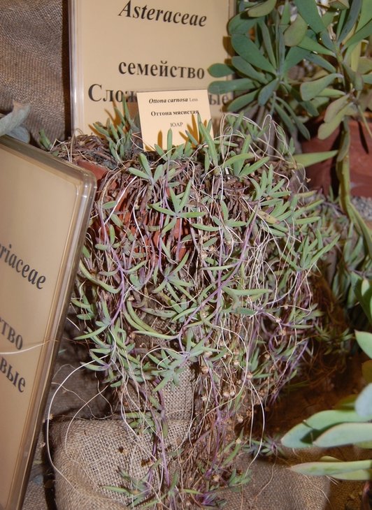 Othonna carnosa Less