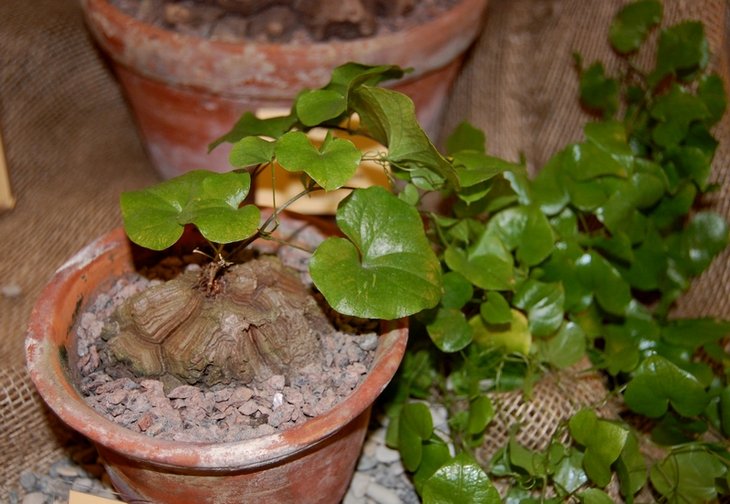 Dioscorea elephantipes (Heritier) Eng.