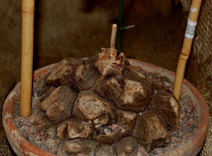 Dioscorea mexicana Scheidw.
