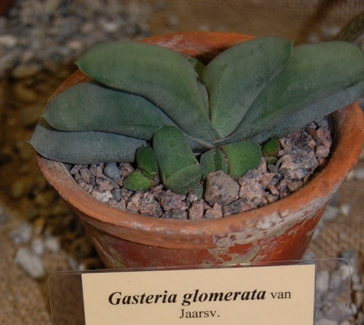 Gasteria glomerata van Jaarsv.