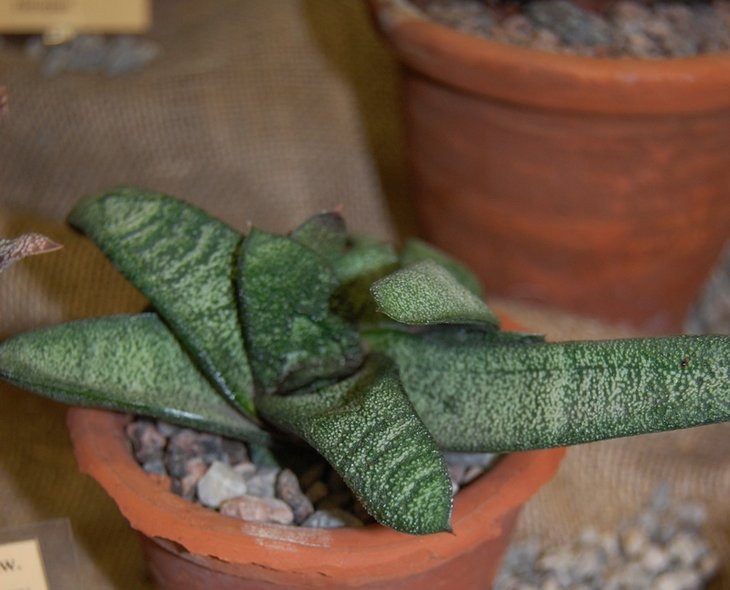 Gasteria batesiana .G.D. Rowley