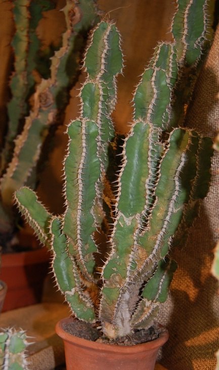 Euphorbia polyacantha Boiss.