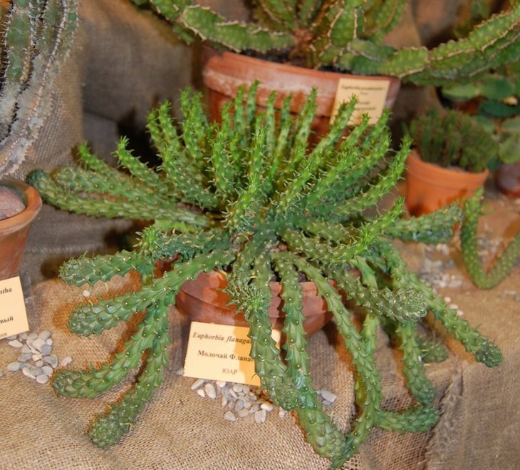 Euphorbia flanaganii