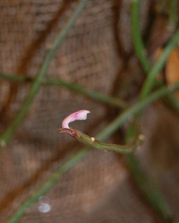 Цветок Monadenium rubellum
