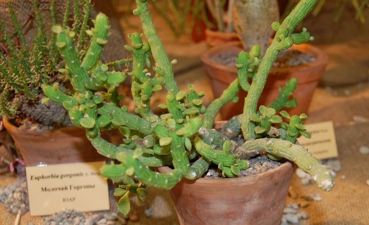 Monadenium ellenbeckii N.E. Br.