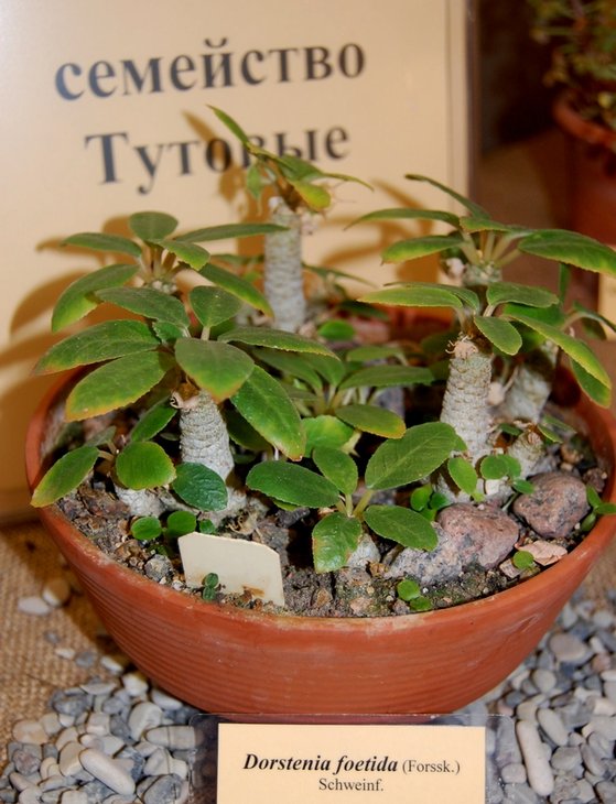 Dorstenia foetida Schweinf (Moraceae)