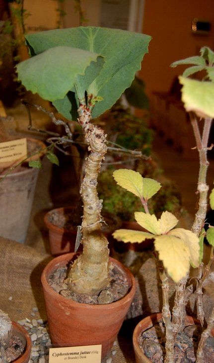 Cyphostemma juttae (Gilg&amp;Brande) Desk (Vitaceae)