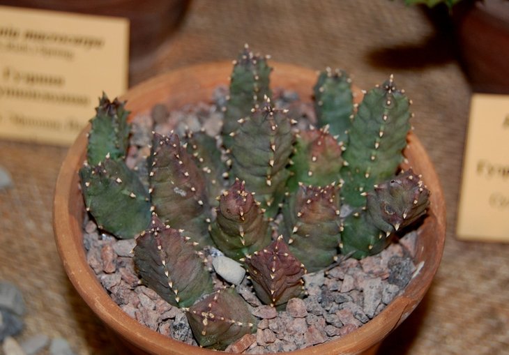 Huernia thuretii