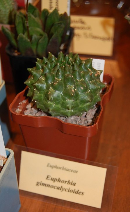 Euphorbia gymnocalycioides
