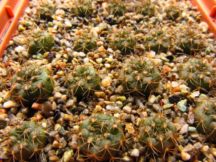Frailea friedrichii VoS 01-029