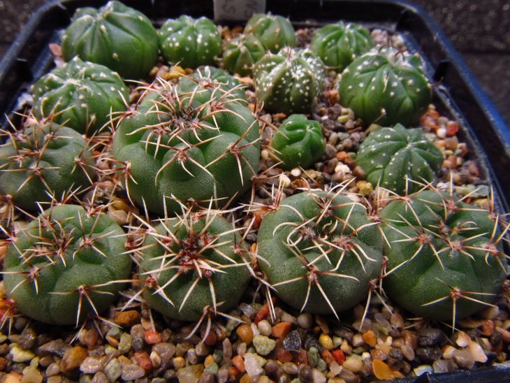 Gymnocalycium erinaceum VoS 10-768