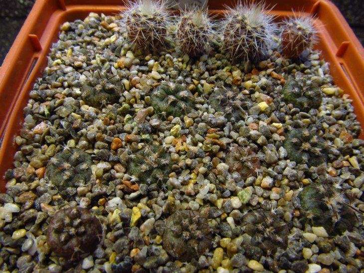 Gymnocalycium glaucum ssp.ferrarii VoS 05-124