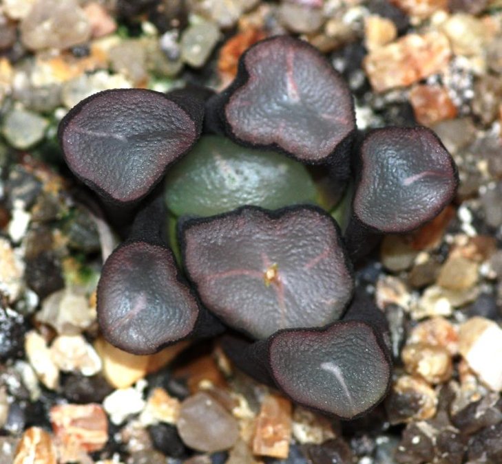 haw maughanii my plant.jpg