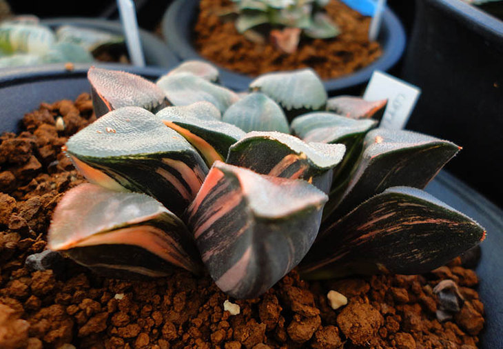 Haworthia correcta RED variegate.JPG