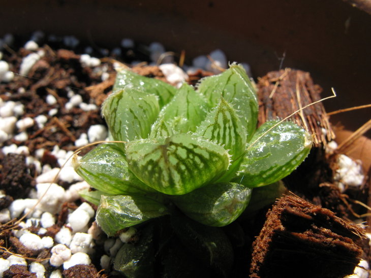 haw281112010.jpg