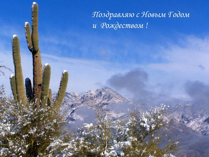 snow_on_cactus_high_resolution_desktop_1600x1207_wallpaper-330813.jpg