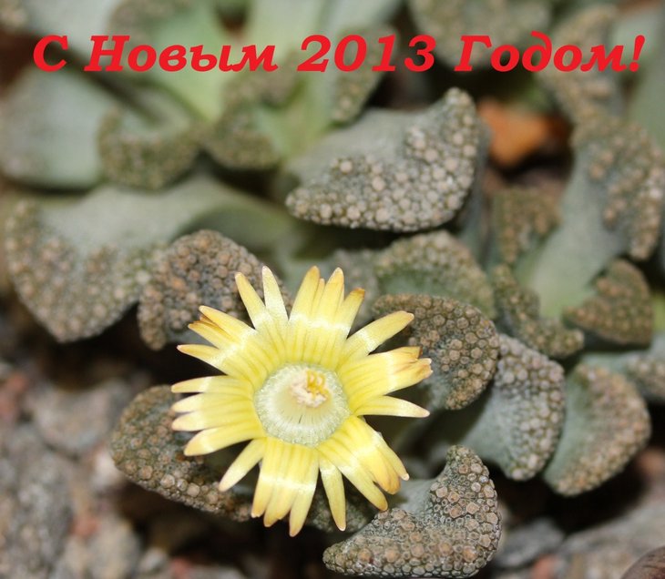 Titanopsis calcarea