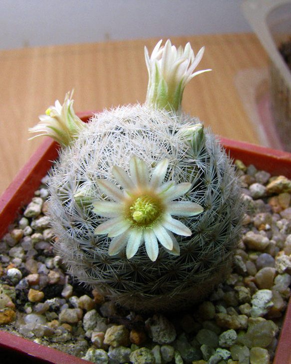Mammillaria egregia small.jpg