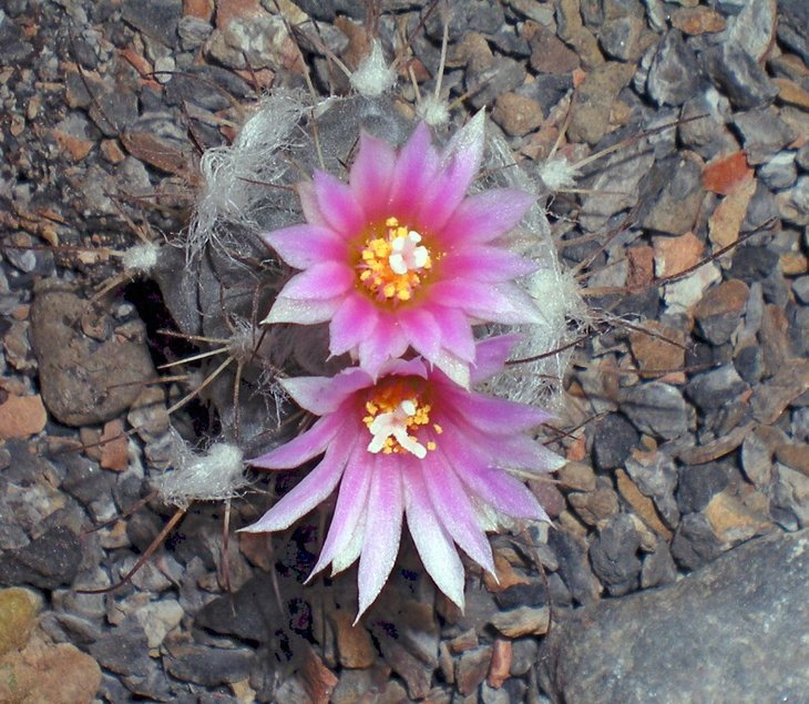 Turbinicarpus laui
