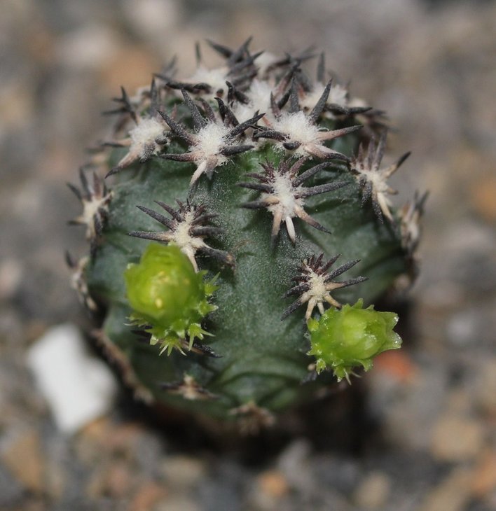 Echinocereus davisii brevispinus (Koehres)