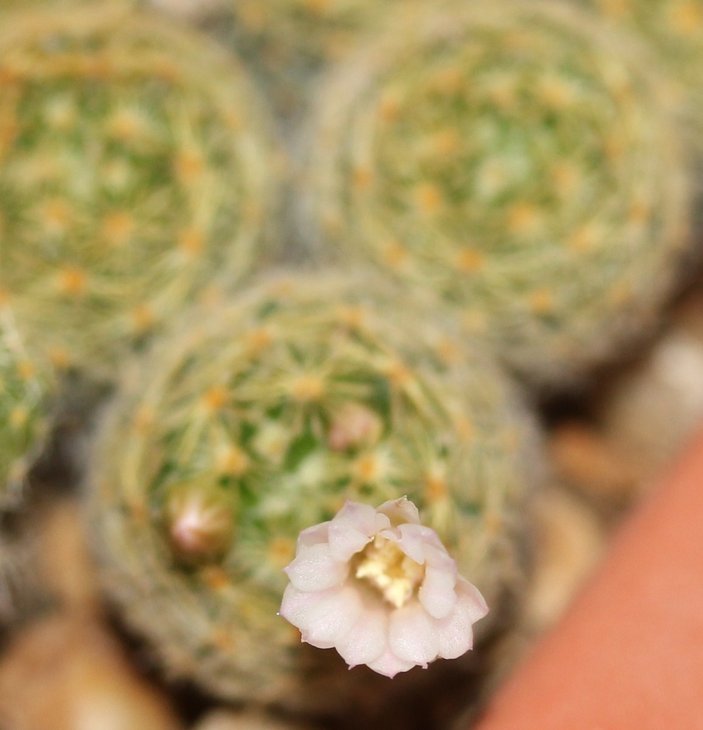 Mammillaria giselae ML 677