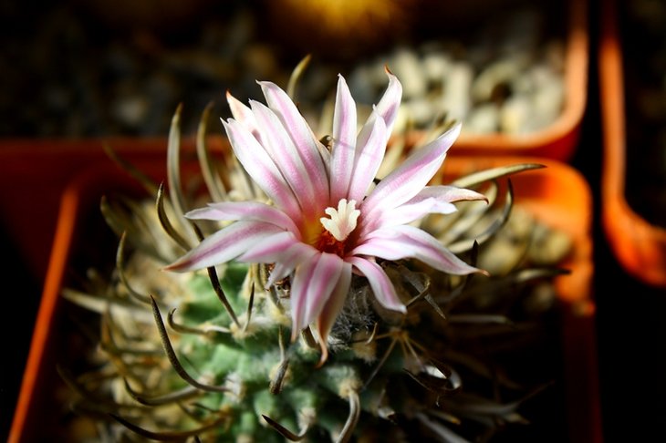 Turbinicarpus schmiediskeanus .JPG