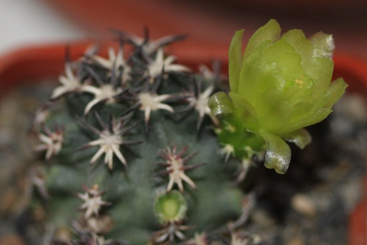Echinocereus davisii brevispinus (Uhlig)