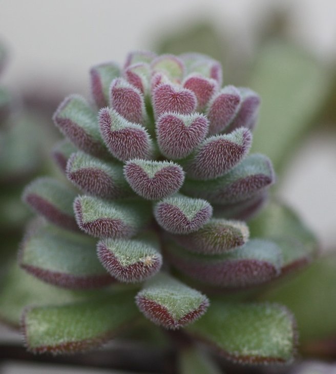 crassula2.jpg