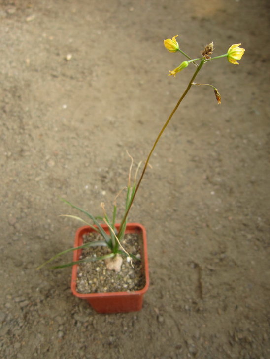 Bulbene frutescens.JPG