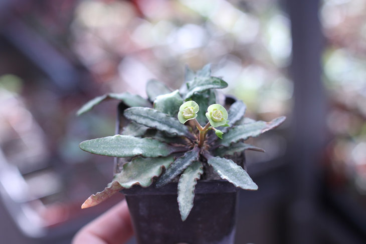 Euphorbia francoisii
